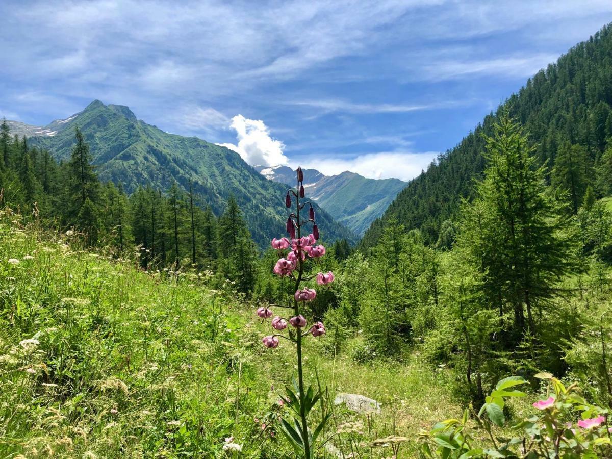 Chalet Rosa Dei Monti Piamprato Bagian luar foto